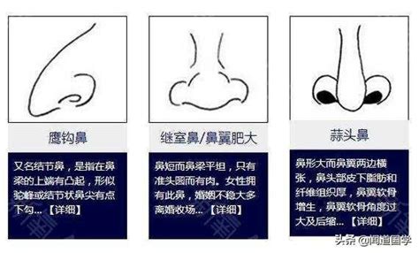 鼻孔形狀面相|面相學之鼻型解析、全面解讀鼻子與命運